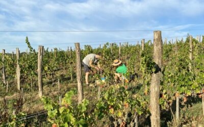 Bientôt les vendanges !