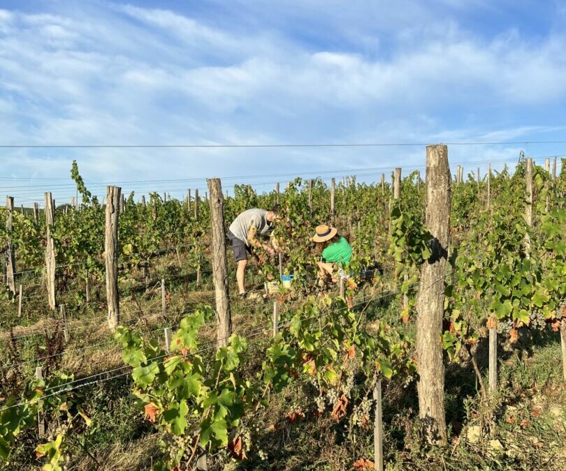 Bientôt les vendanges !